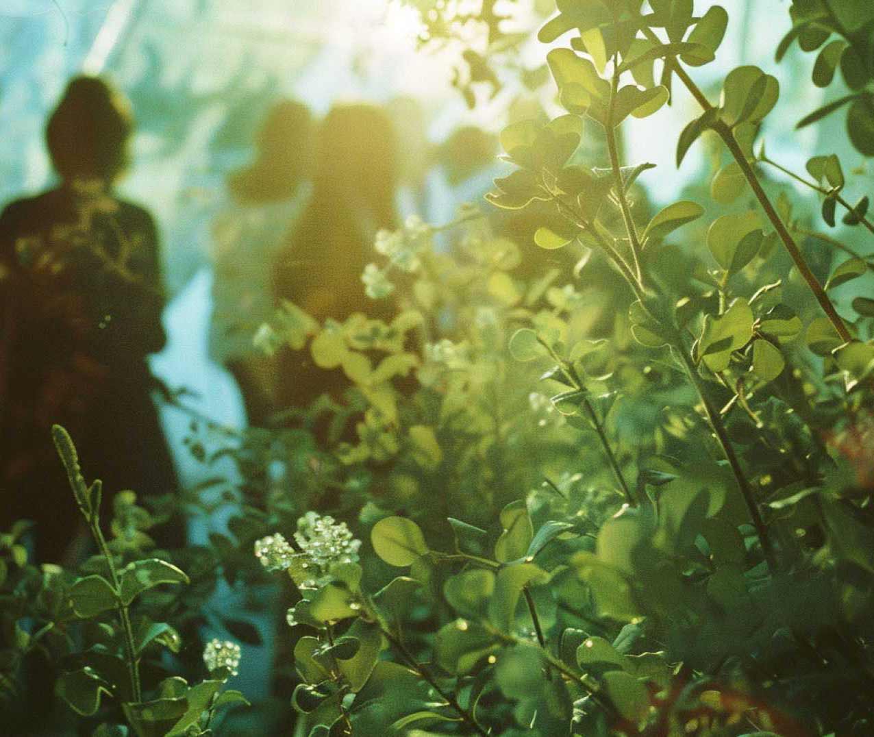 Pflanzen und Personen im Gegenlicht